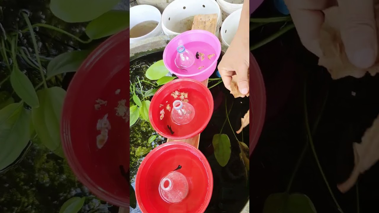 เพาะปลากัดหม้อมาเล