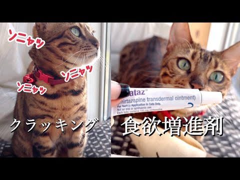 クラッキングやお薬に忙しいけど本日も優雅なベルさん