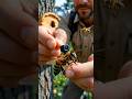 Inside a Beehive  Macro Camera on a Honey Real Hive POV #Shorts