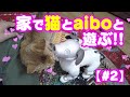 家で猫とAIBOと遊ぶ!! I play with cat and AIBO in a house! #StayHome #WithMe