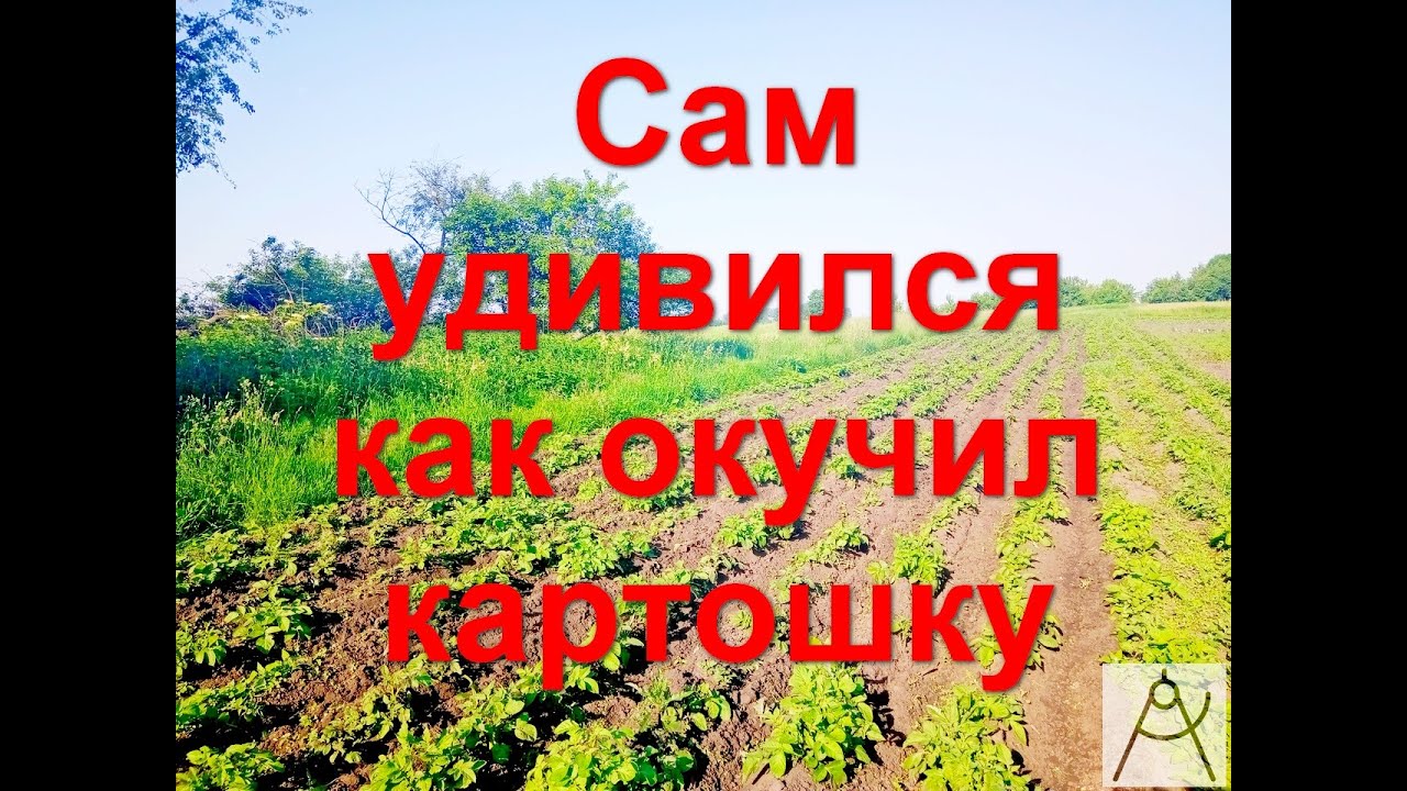 Окучивание картошки мотоблоком ока Окучивание картошки мотоблоком ока