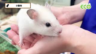 「【大阪ECOの動物たち】小動物」の動画サムネイル