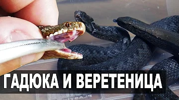 КАК ОТЛИЧИТЬ ГАДЮКУ ОТ БЕЗНОГОЙ ЯЩЕРИЦЫ? Змеи России