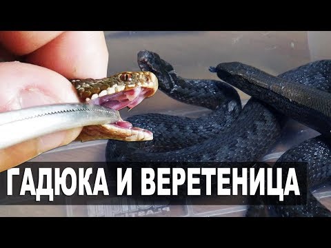 Видео: Разница между безногими амфибиями и змеями