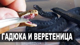 КАК ОТЛИЧИТЬ ГАДЮКУ ОТ БЕЗНОГОЙ ЯЩЕРИЦЫ? Змеи России КАК ОТЛИЧИТЬ ГАДЮКУ ОТ БЕЗНОГОЙ ЯЩЕРИЦЫ? Змеи России