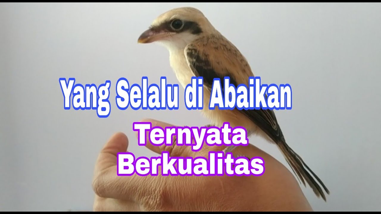 CENDET BULU MERAH & HALUS © Begini Ciri² Anakan Cendet Rajin Ngeriwik