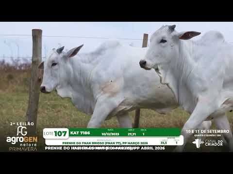 LOTE 107