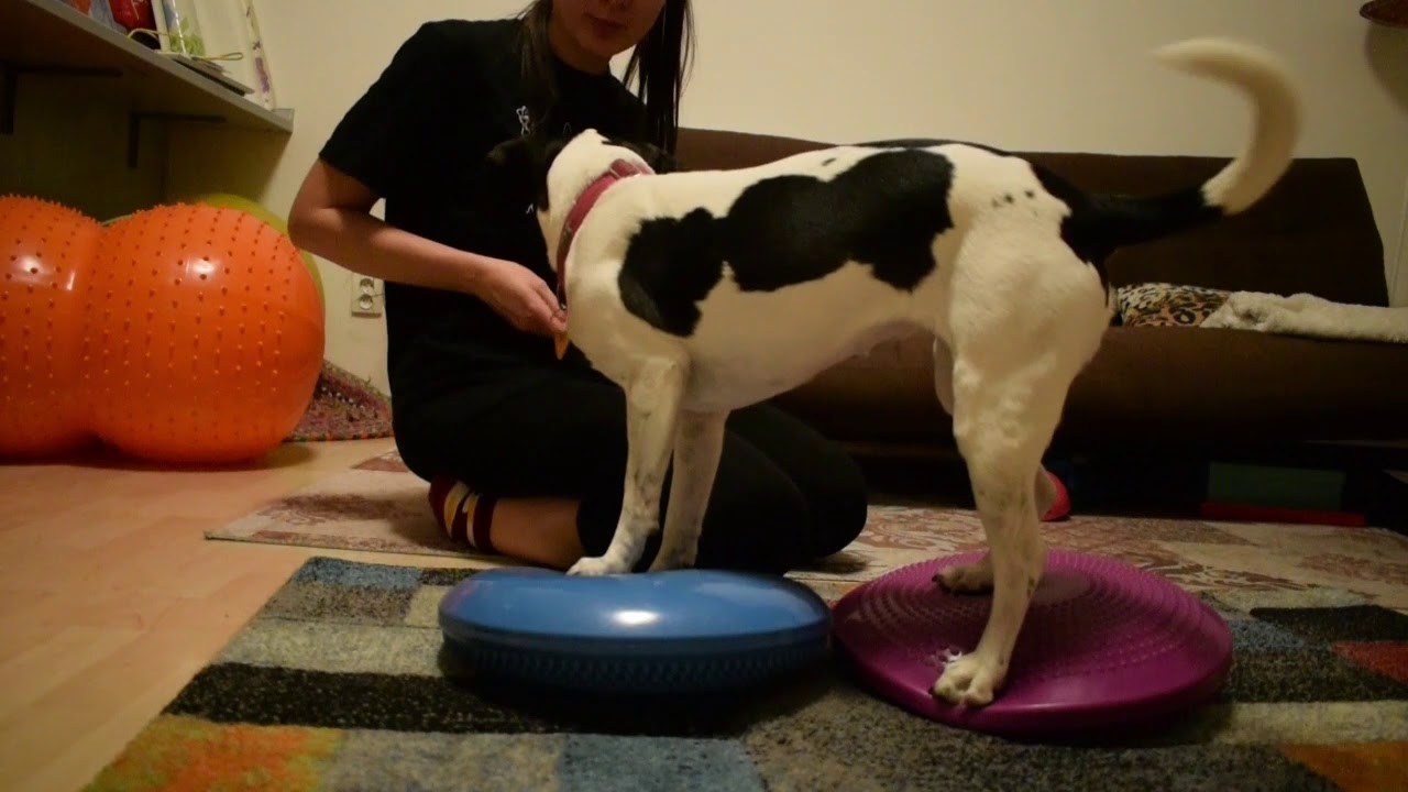 Ivana a Týna   Naše cesta Online Školou Pohybu I s www awesomedogs cz