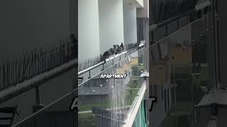 Pigeons Outsmart Anti-Bird Spikes 😅🐦 #shorts