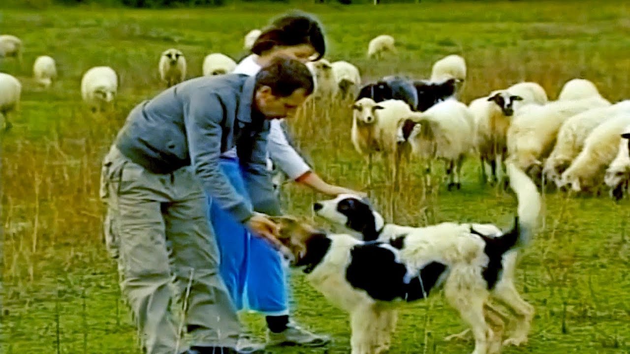 Zaštita autohtonih životinjskih vrsta u BiH