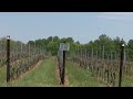Gov. Moore seeks disaster relief for farmers hit by April cold snap | NBC4 Washington