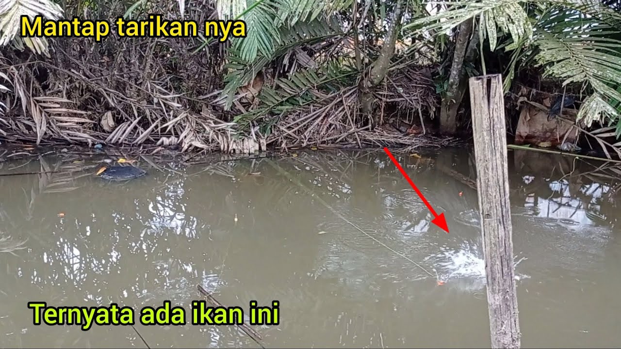 mancing di sungai muang samarinda kalimantan timur