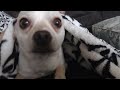 Bum Chihuahua 😅 #chihuahuastagram #chihuahuafanatics