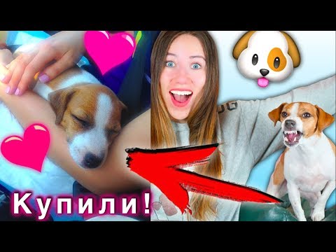 БЕРЕМ СОБАКУ ! КАК Я ПОКУПАЛА ДЖИНУ МОЯ ИСТОРИЯ | Elli Di Pets