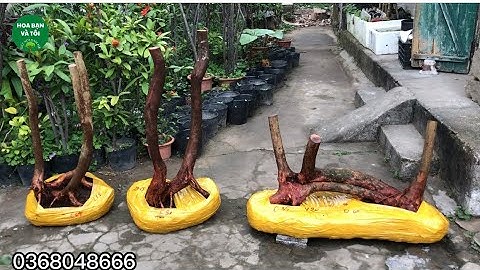 Phôi sim rừng dáng siêu quái hàng hiếm.Hoa bạn và tôi