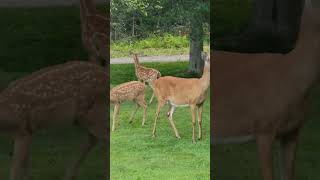Once the deer finished their meal, they lingered in the yard, feeling secure and content #deer #pets