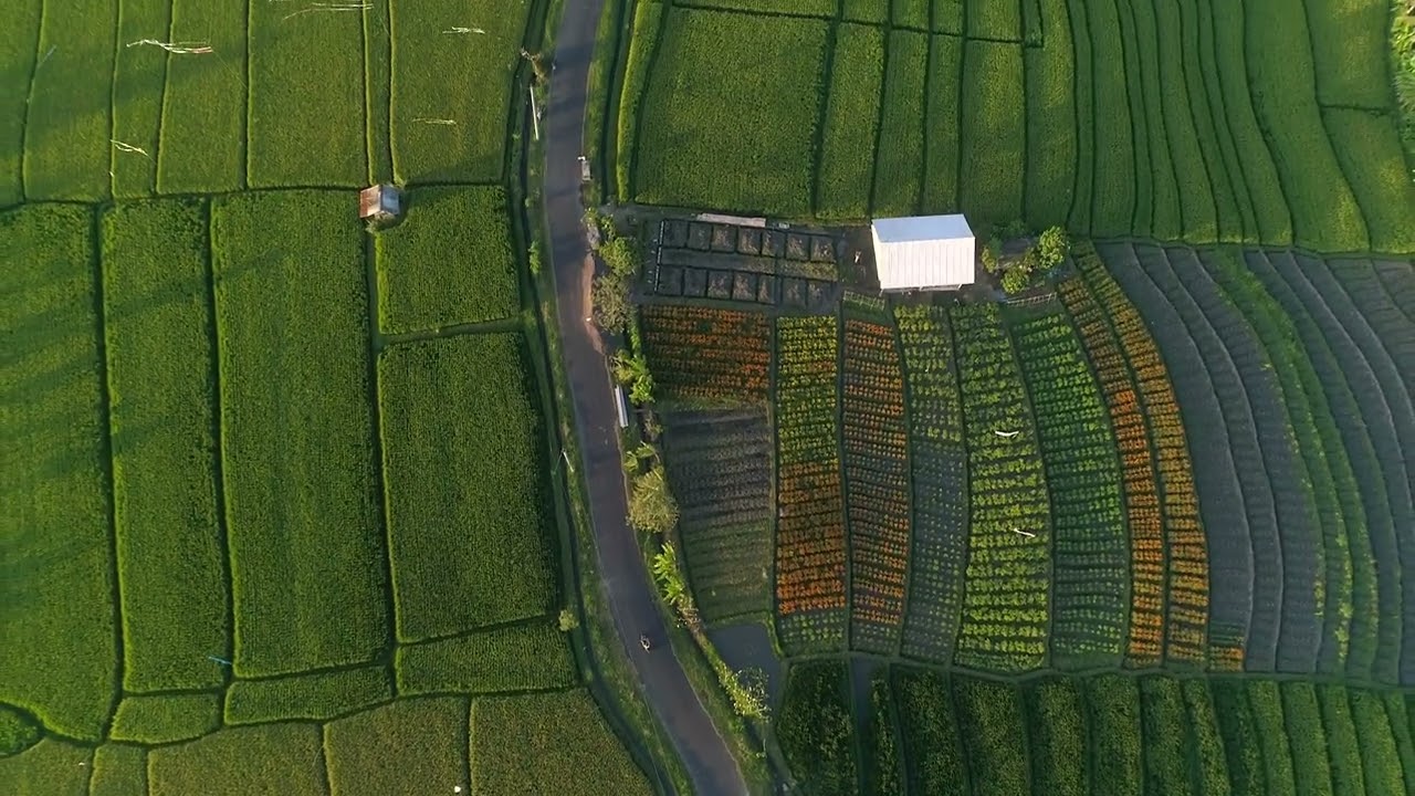 Mesmerizing Drone View of Lush Farmlands | Peaceful Countryside Road in 4K"