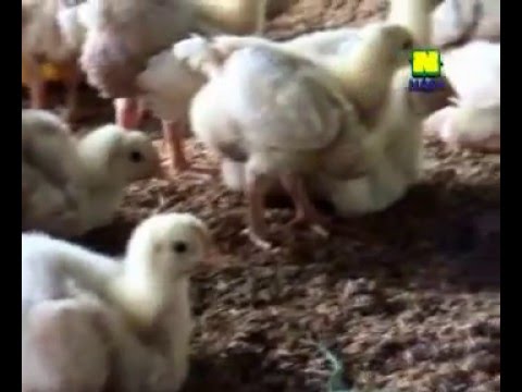 CARA SUKSES BUDIDAYA TERNAK AYAM PEDAGING 081219982986 