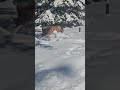 Give me that stick 🐶