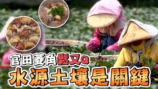 EYE台灣-官田菱角鬆又Q 水源土壤是關鍵