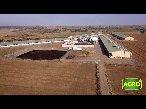 Video: Crianza de pollos y cerdos para carne y autosuficiencia.