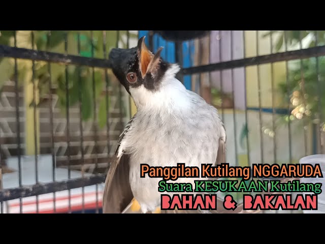 SUARA burung Kutilang Gacor NGGARUDA TARUNG ampuh untuk pikat Kutilang gacor dan Masteran Kutilang class=