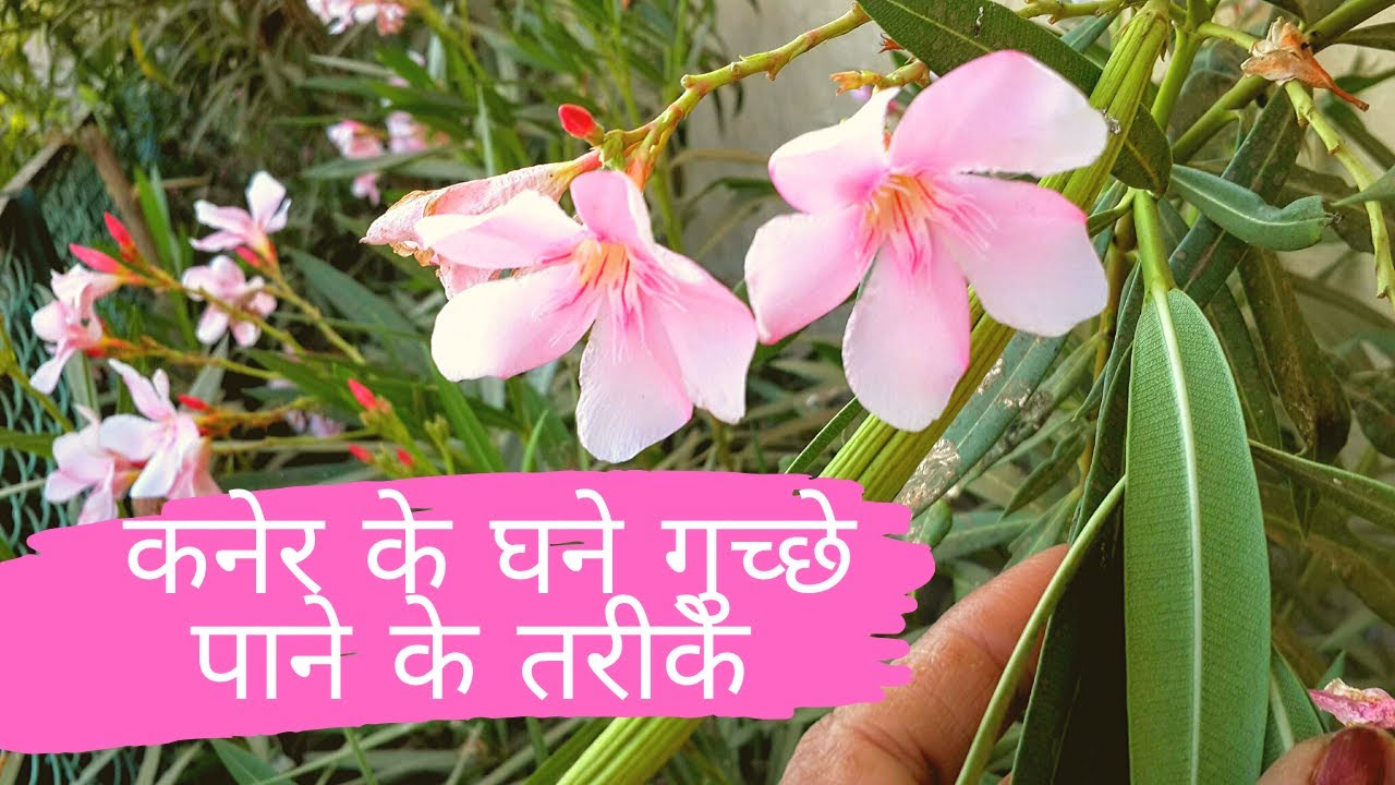 कनेर के घने गुच्छे पाने के तरीके I How to get maximum bloom of Kaner