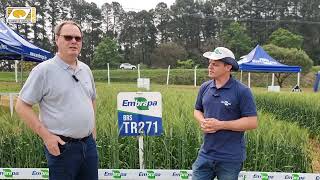 Tudo Sobre O Trigo Brs Tr271