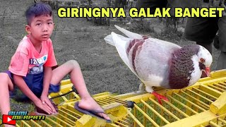 Cobain Latih Anak Merpati Rumahan Buat Main Kolong  Bikin Ngiler 