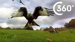 360 Red Kite Bird Feeding Frenzy 4K Bbc Earth Unplugged