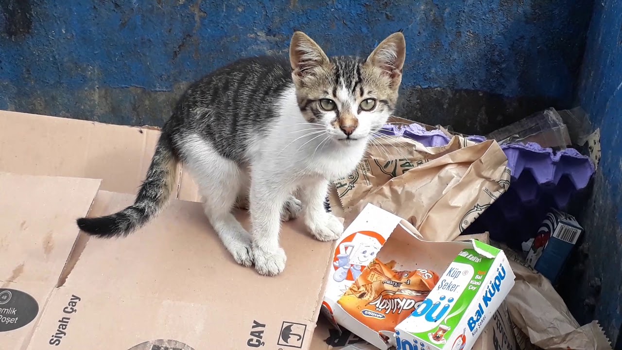 ÇÖP KUTUSUNDA YEMEK ARAYAN YAVRU KEDİ (yavru kedi videoları ) YouTube
