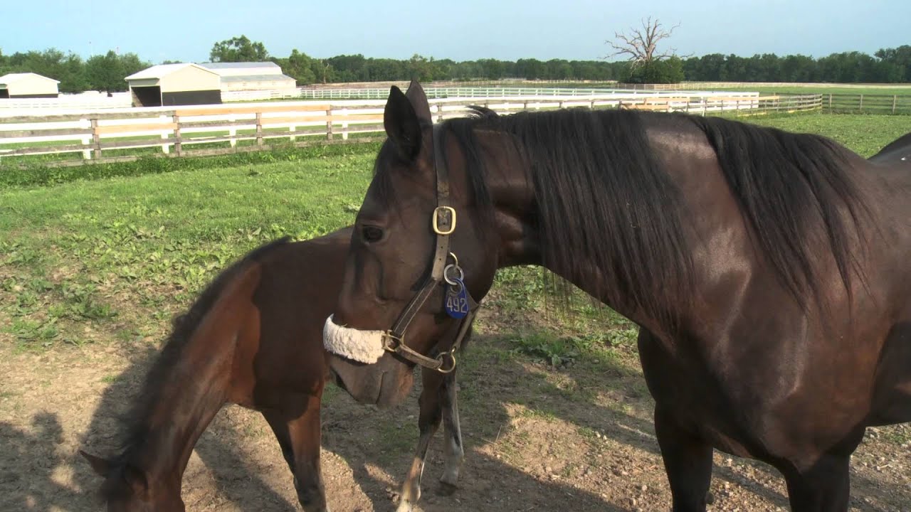 Day in the Life – Hanover Shoe Farms – Part 1 -- January 2016 Hoof Beats