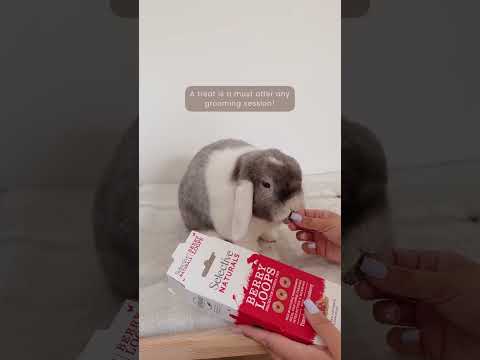 Maggots In Rabbits How To Saftely Controls Pests In Bunny Enclosure Outside