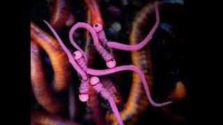 Guide Flies: Squiggly Worm
