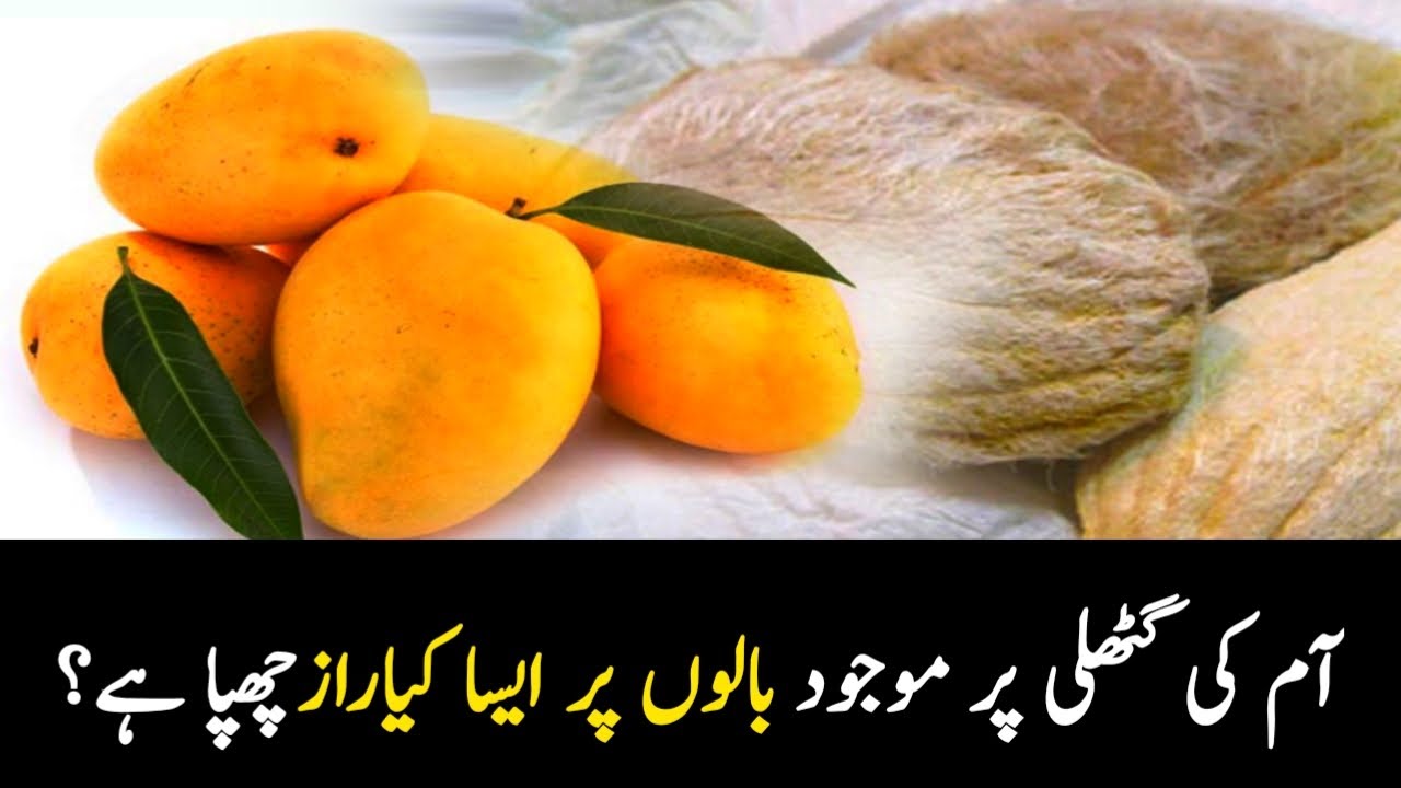 Aam Ki Guthli Ke Fayde Benefits of Mango Seeds BA TV Urdu YouTube