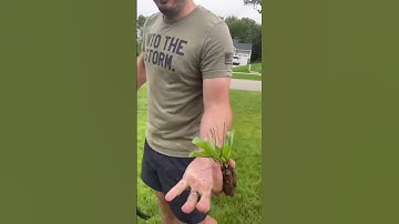 Tackle those pesky weeds this spring with Grampa’s Weeder #weedpuller 💪🌱