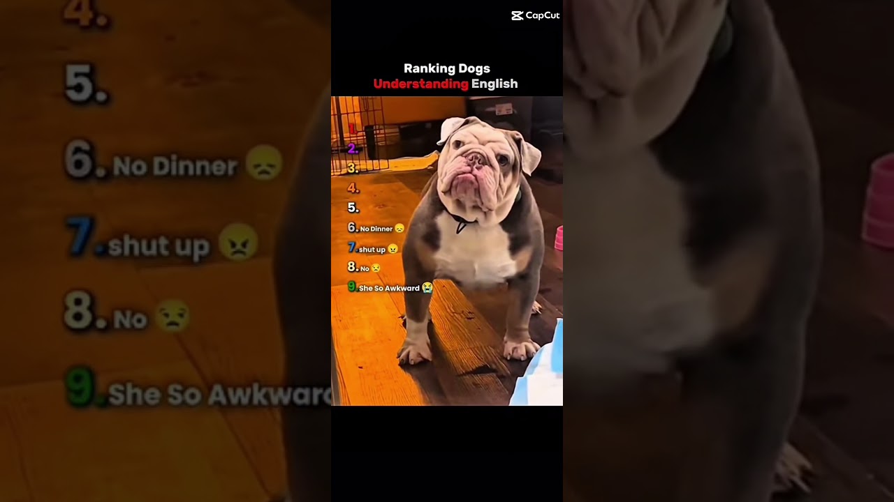 Ranking Dogs understand English