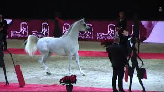 Memories of Paris - World Arabian Horse Championships 2022 - Part 17 - Championship - Junior Male