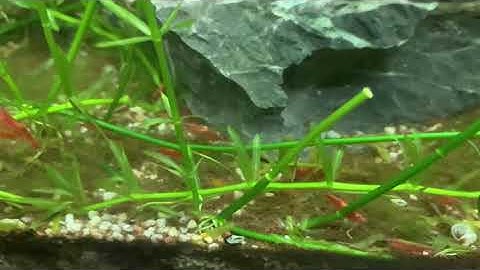 Cận cảnh tép màu cõng trứng sắp sinh sản