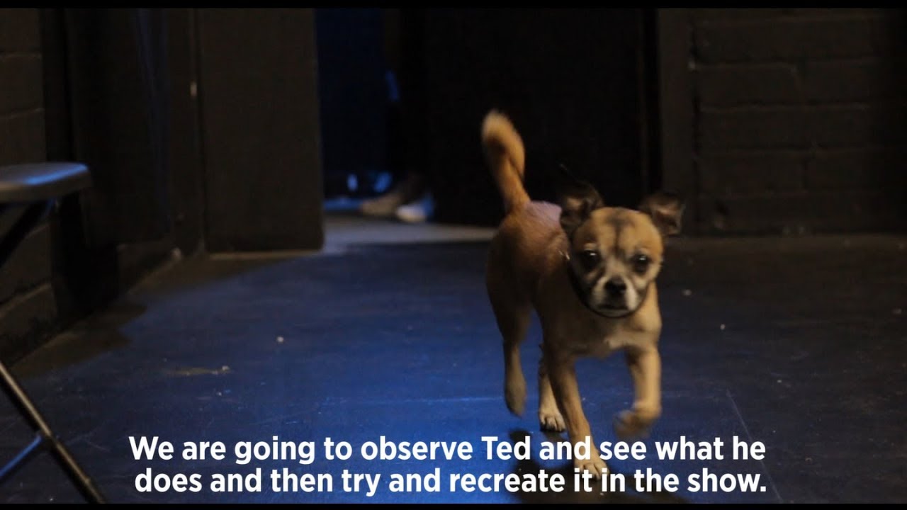 Dog observation rehearsals for Laika live stage show 2017