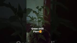 ہری مرچ کا پودا #gardening #trending #shorts #viralvideo #harvest #plantcare #plantlover