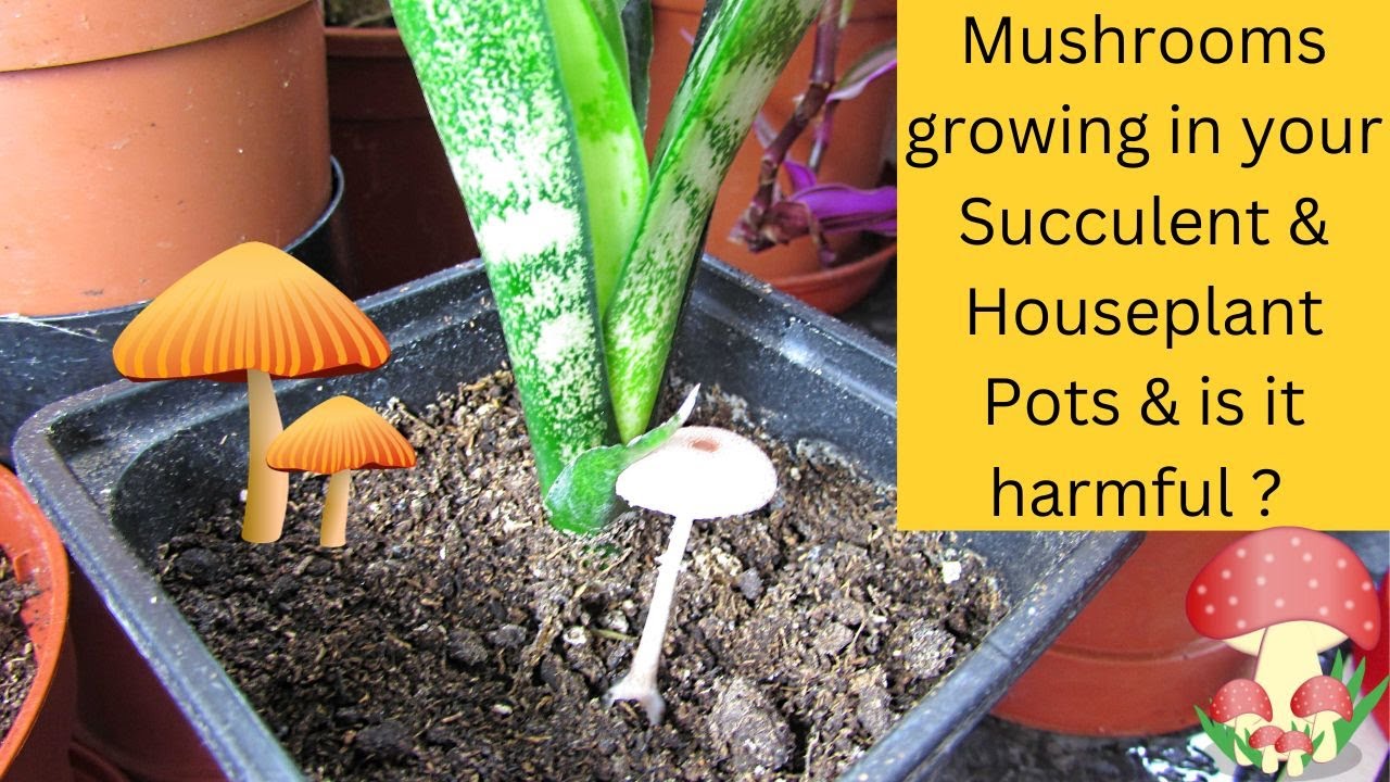 Mushrooms Growing in your Succulent & Houseplant Soil and is it Harmful ?
