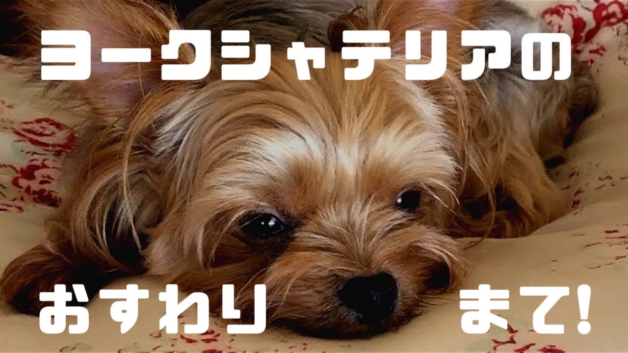 チェリーとの出会い 極小 ヨークシャテリアの子犬がやって来た Youtube チェリーとの出会い 極小 ヨークシャテリアの子犬がやって来た Youtube