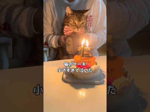 あと500年は生きてね #猫 #子猫 #シニア猫 #shorts