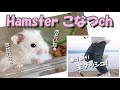 見た夢を再現しました…ハムスターが待つ家に ダッシュで走って帰る主物語
