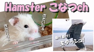 見た夢を再現しました…ハムスターが待つ家に ダッシュで走って帰る主物語