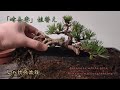 春の植替え作業 根上がり半懸崖の吾妻五葉松「峰吾妻」を自作鉢へ植