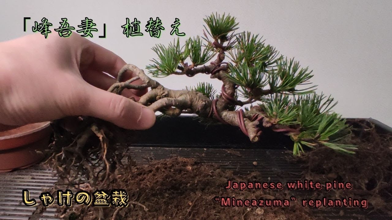 春の植替え作業 根上がり半懸崖の吾妻五葉松「峰吾妻」を自作鉢へ植