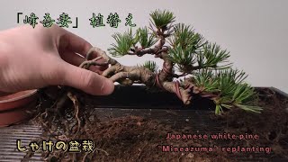 春の植替え作業 根上がり半懸崖の吾妻五葉松「峰吾妻」を自作鉢へ植