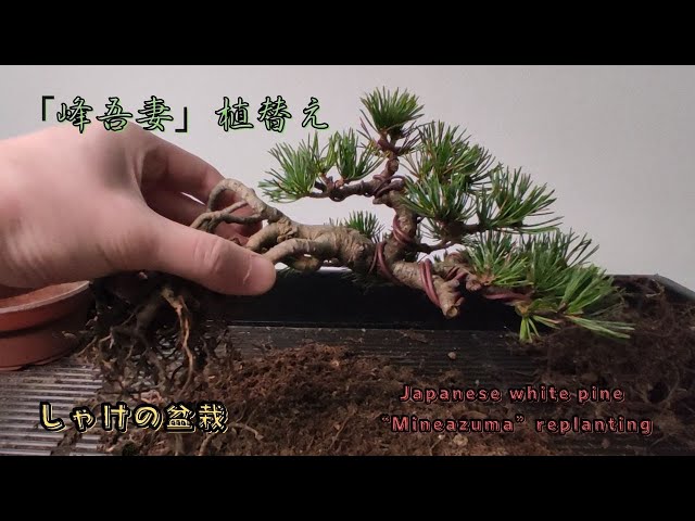 春の植替え作業 根上がり半懸崖の吾妻五葉松「峰吾妻」を自作鉢へ植